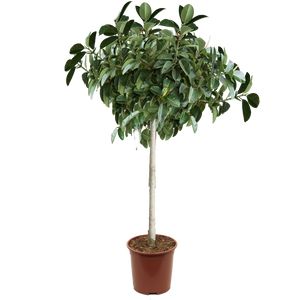 Ficus Elastica 'Robusta' Opst.