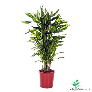 Dracaena Cintho Forg.