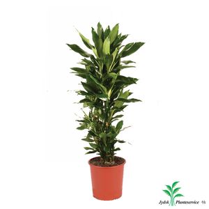 Dracaena Fragrans Forg.