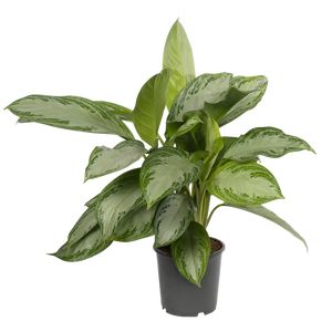 Aglaonema Silverbay