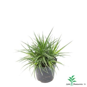 Bromelia Fascicularia 'Bicolor'