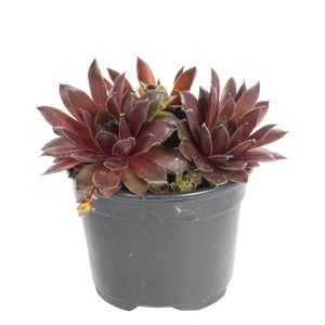 Sempervivum Mix P.Ø9 cm.