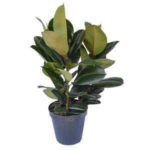 Ficus Elastica Robusta 100 Cm 3Pp