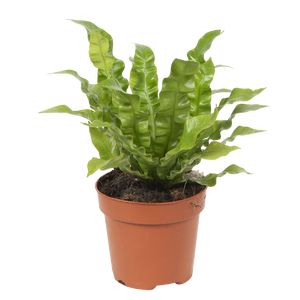 Asplenium Crispy Wave 35 Cm