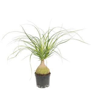 Beaucarnea Recurvata Løg Stort Løg