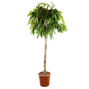 Ficus Amstel King Opstammet
