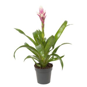 Guzmania