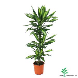 Dracaena Cintho 3 Pp