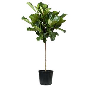 Ficus Lyrata Opst. Tynd stamme 375 Cm