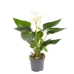 Anthurium Andreanum Hvid