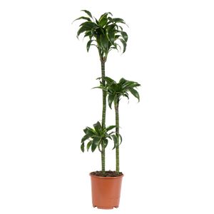 Dracaena Dorado 3Pp