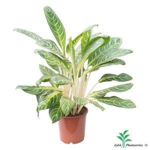 Aglaonema Key Lime 80 Cm