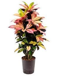 Codiaeum Var. Iceton