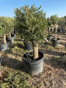 Olea Europaea Opst. tyk stamme