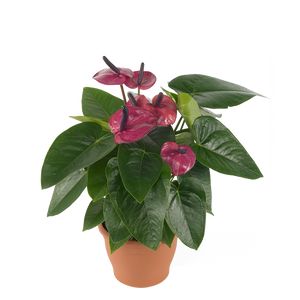 Anthurium Andreanum