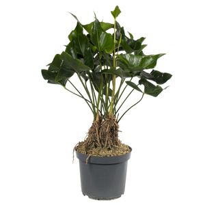 Anthurium Arrow 80 Cm.