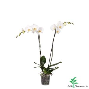 Phalaenopsis 2-Grenet Hvid