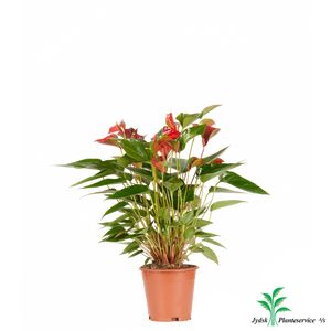 Anthurium Andreanum