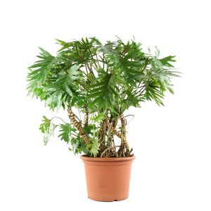 Philodendron Xanadu 120 cm. P.Ø50 cm. Moderplante