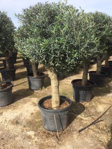 Olea Europaea Opst. tyk stamme