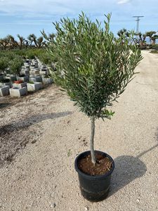 Olea Europaea Opst.
