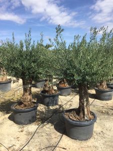 Olea Europaea Opsammet. Gl. stam