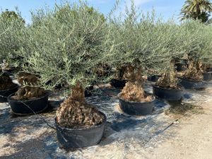 Olea Europaea Bonsai