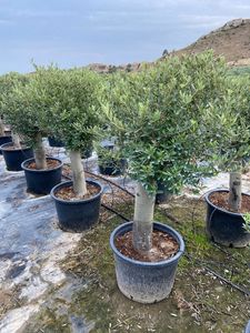 Olea Europaea Opst. tyk stamme