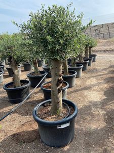 Olea Europaea Opst. tyk stamme