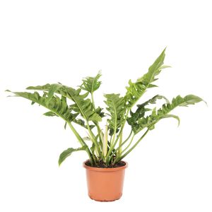 Philodendron narrow