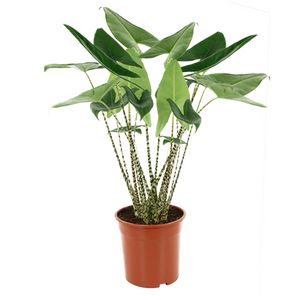 Alocasia Zebrina