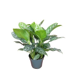 Aglaonema Stripes