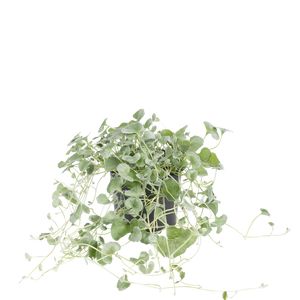 Dichondra "Silver Falls"