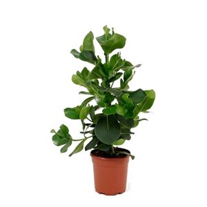 Clusia Rosea Princes