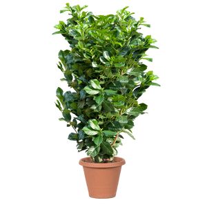 Prunus Laurocerasus 'Otto Luyken'