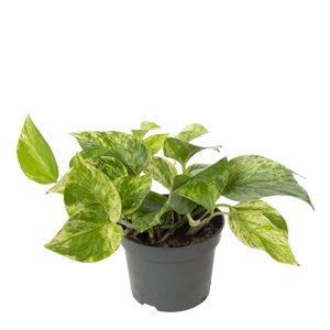 Epipremnum Marble queen 15 Cm.