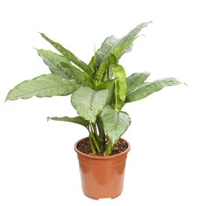 Aglaonema Freedmann