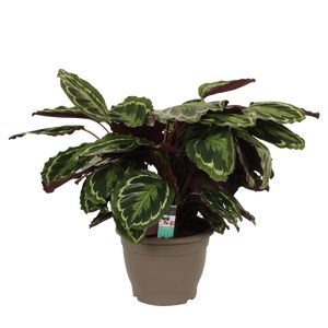 Calathea 'Mediallon' 35 cm.
