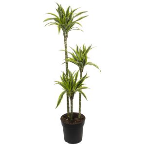 Dracaena Compacta 'Surprise' 3Pp