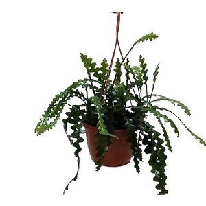 Epiphyllum Anguliger Ampel