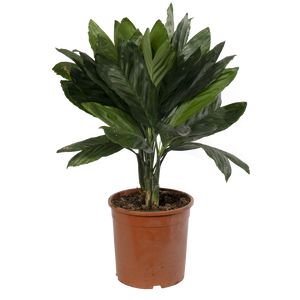 Chamaedorea Costericana Metalica 60 cm.