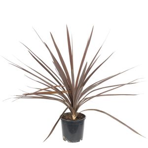 Cordyline Australis