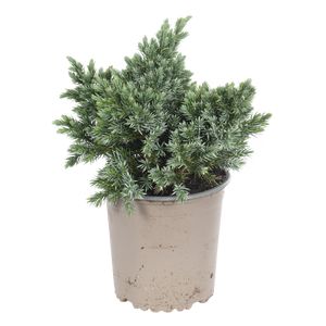 Juniperus Blue star