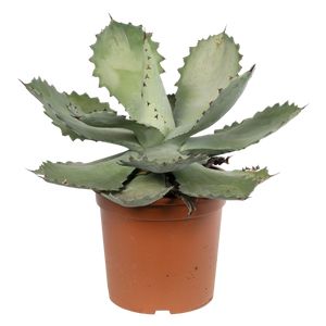 Agave Seemanniana 40 cm.