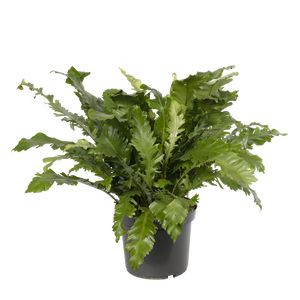 Asplenium Green Miracle 100 cm.