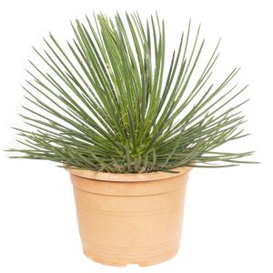 Agave Germiniflora P.Ø30 cm.