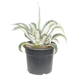 Agave Medioptiana P.Ø30 cm.