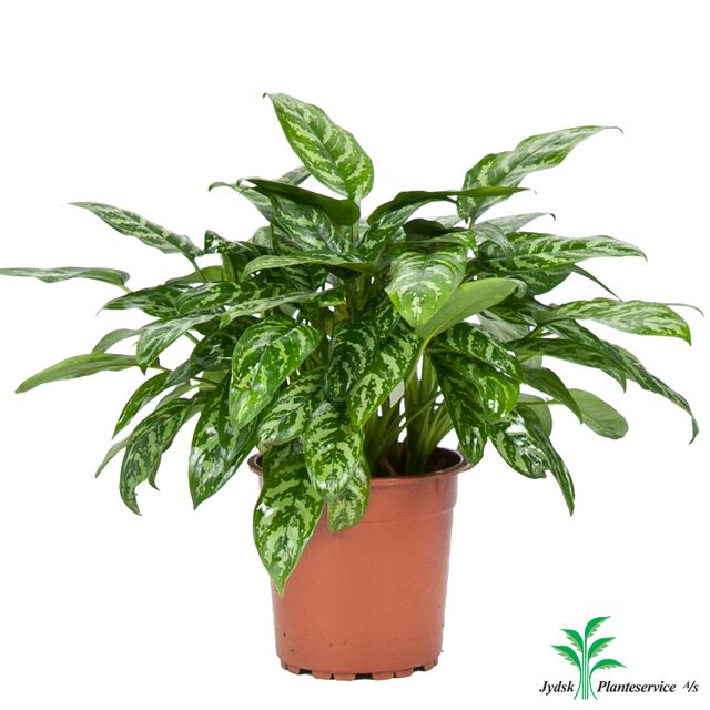Aglaonema Maria