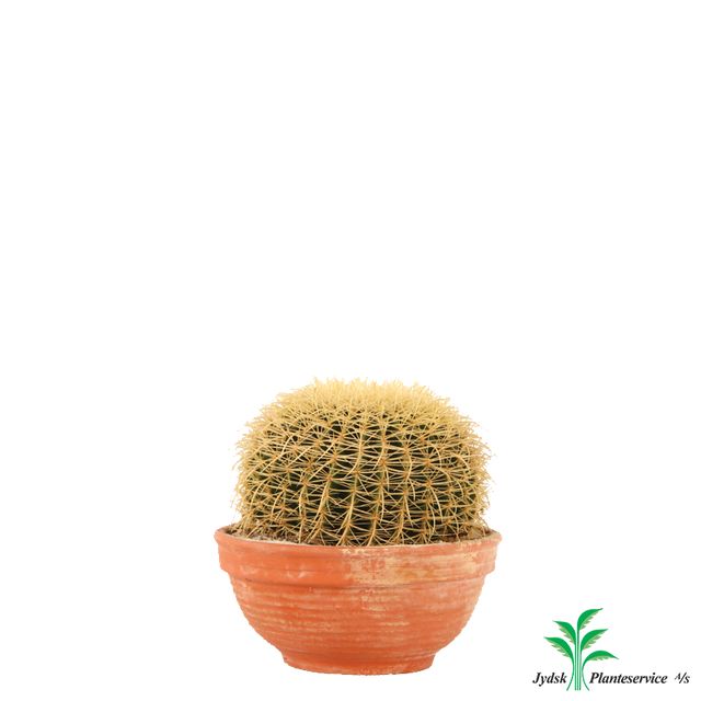 Echinocactus Grusonii