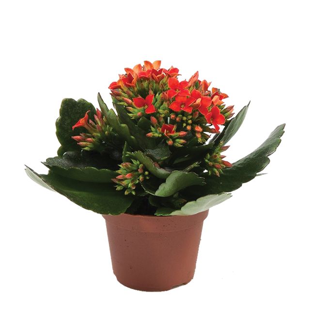 Kalanchoë Orange